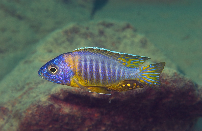 Aulonocara korneliae 'Same Bay, Chizumulu Island'